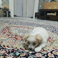 سگ بانمک|سگ|مشهد, منزل آباد|دیوار