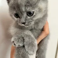 گربه اسکاتیش