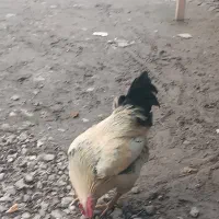 خروس محلی|حیوانات مزرعه|مینودشت, |دیوار