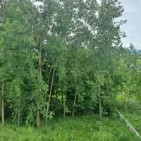 اجاره کلبه چوبی  بام دریا