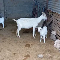 بز وبزغاله سانن