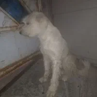 سگ خانگی
