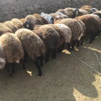 بره چاق سبک