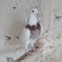 کبوتر|پرنده|طارم (زنجان), |دیوار