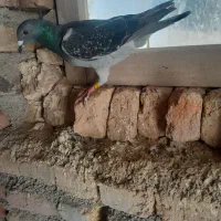 دوبر صید شده|پرنده|نیر (اردبیل), |دیوار