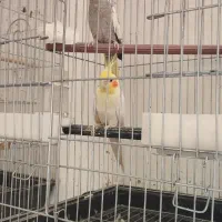 عروس هلندی مولد ب شرط
