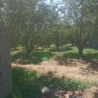 دماوند جابان ۵۰۰متر باغچه سند قطعی باغستان جنوبی|فروش زمین و ملک کلنگی|دماوند, دماوند|دیوار