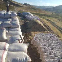 کاه گندم دیم