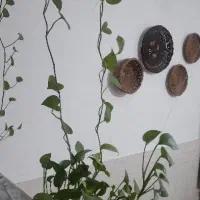 همه ی این گلدان ها باهم فقط ۱۲۰۰تومن