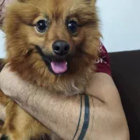 سگ پامرین روباهی فروشی