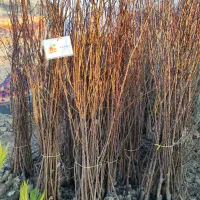 نهالستان وصال|فعالیت داوطلبانه|میاندوآب, |دیوار