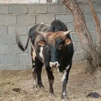 ورزا چالوسی