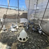 تعدادی نرکفتر المانی و کرمونی بفروش میرسند