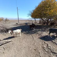 فروش کهره|حیوانات مزرعه|کرمان, |دیوار