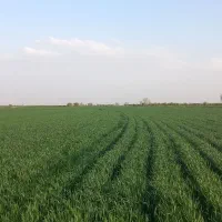 زمین کشاورزی|فروش زمین و ملک کلنگی|دشتابی, |دیوار