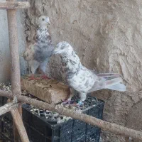 کبوتر پرشی ساعت بالا