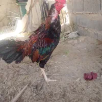 خروس لاری
