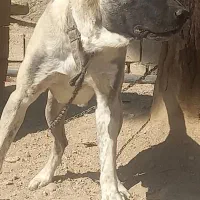 سگ سرابی|سگ|اصفهان, شهید رجایی|دیوار