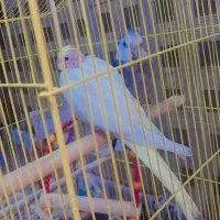 عروس هلندی|پرنده|کاشان, ملاصدرا|دیوار