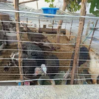 بوقلمون