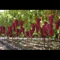 شیره انگور خالص  همدان خودمون درست کردیم باغداریم|حراج|ورامین, ورامین|دیوار