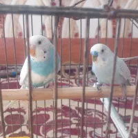 مرغ عشق سالم وسرحال