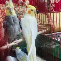 مرغ عشق، عروس