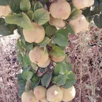 میوه به