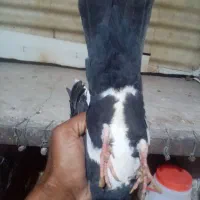 سین سیا|پرنده|کرمان, |دیوار