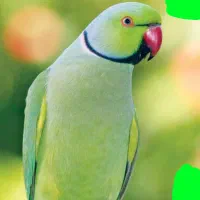 فروش و معاوضه با طوطی سانان هم قیمت|پیانو، کیبورد، آکاردئون|اردبیل, |دیوار