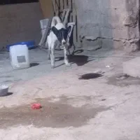 سگ سرابی واگذارمیشود