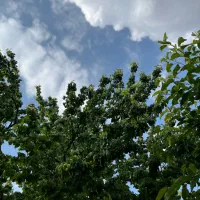 ۷۵۰متر خانه باغ جمیل آباد|فروش خانه و ویلا|بافت, |دیوار