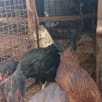 مرغ لاری|حیوانات مزرعه|تربتحیدریه, پائین ولایت|دیوار