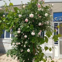 خانه ویلایی|فروش خانه و ویلا|سبزوار, چهارراه فرودگاه|دیوار