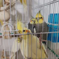 عروس هلندی|پرنده|قم, باغ شریفی|دیوار