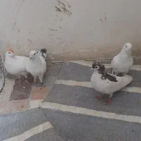 کبوتر|پرنده|تهران, دروازه شمیران|دیوار