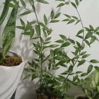 گیاه کمیاه همیشه سبز برای داخل خانه وگل فروشی|گل و گیاه طبیعی|تهران, ترمینال غرب|دیوار