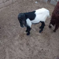 دو عدد بز ماده|حیوانات مزرعه|بندر ماهشهر, |دیوار