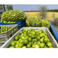 لیمو ترش