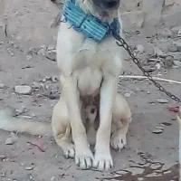 توله سگ سرابی به شرط آدمی معاوضه با سگ گوسفندی