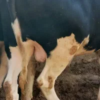 پروار گوشتی