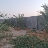 1000 متر باغ روستا چاه عربی (اتوبان بوشهر برازجان|فروش خانه و ویلا|برازجان, |دیوار