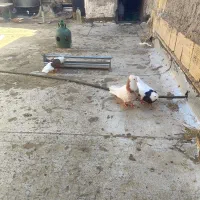 کبوتریه جفت طوقی