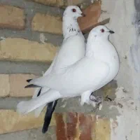 کبوتر تهرانی