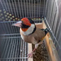 ۳۰ عدد سهره