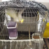 دوعدد عروس هلندی نر ماده