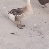 غاز|حیوانات مزرعه|خرم‌آباد, |دیوار