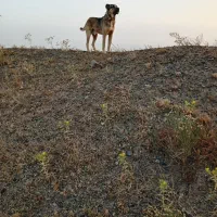 تربت حیدریه روستای نسر قلعه نو|سگ|جلگه رخ, |دیوار