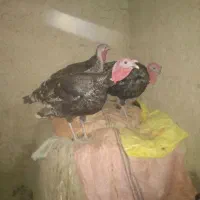 بوقلمون نروماده