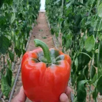 فروش گلخانه